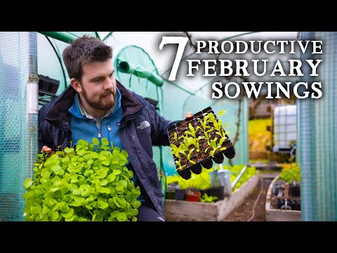 , title : '7 Most Productive Edible Crops to Sow in February'