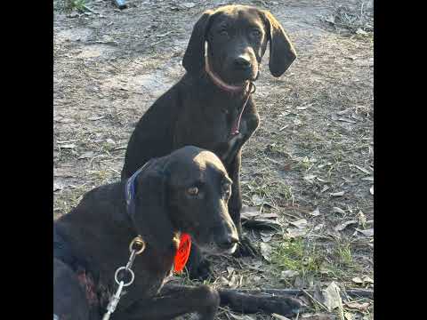 “Bayou Wisdom: Mike Cauley & the BayouCajun Plott Legacy PART 1