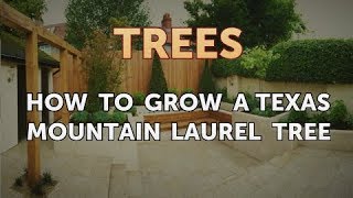 How to Grow a Texas Mountain Laurel Tree