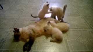 preview picture of video 'Siamese Baby Kittens Playing with Moms Tail'