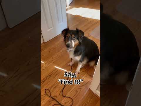 Teach your dog find it