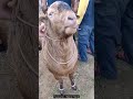 Bakra Dumba Goat For Eid Bakra Mandi 2023