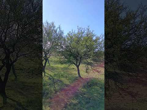 Acceso desde Ruta 12. Aldea Santa Maria. Dpto. Parana. Entre Rios. Parte 10