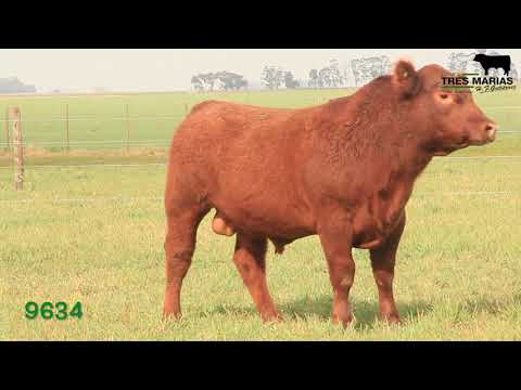 RP: 9634. Toro Reproductor PC. Cabaña Tres Marias. 15º Corral. Gregorio Aberasturi SRL.