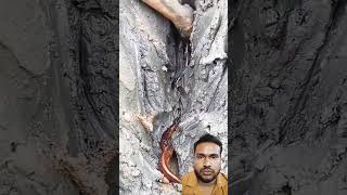 The process of digging rice field eel under the fish pond soil #earthhistory#geohistory#radiocarbon