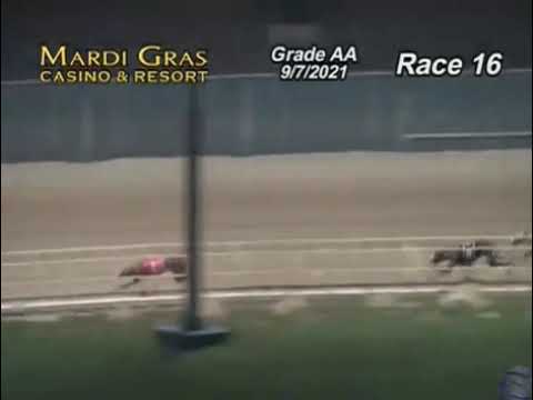 Wheeling Dog Results