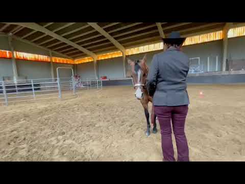 Halter E Pac 01 2022  Merlin DD Gunners