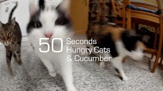 Hungry Cats & Cucumber in 50 Seconds