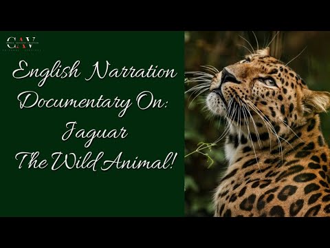 BERNARD CAMPBELL English Documentary (JAGUAR)