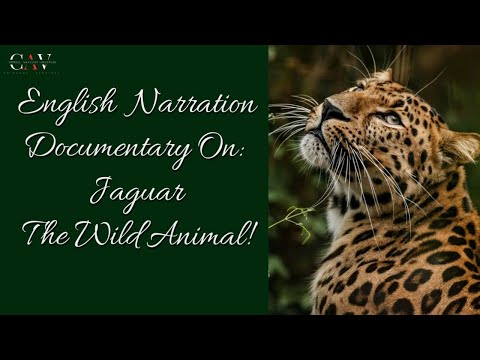 English Documentary (JAGUAR)