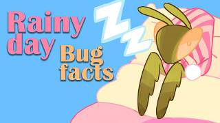 RAINY DAY BUG FACTS To FALL ASLEEP to (eps.2)