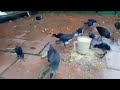 Peternakan Burung Ruak Ruak Wak Wak Kereo Padi Dan Baburak