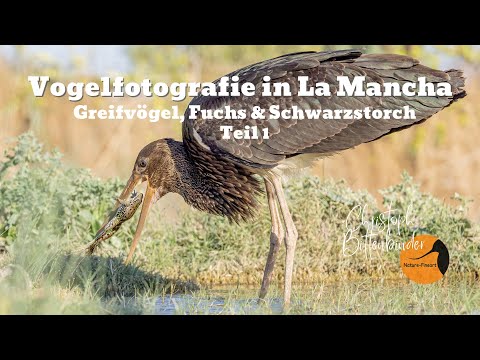 Vogelfotografie in La Mancha, Spanien | Greifvögel, Fuchs & Schwarzstorch | Teil 1