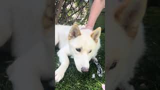 Video preview image #1 Siberian Husky Puppy For Sale in Pasadena, CA, USA