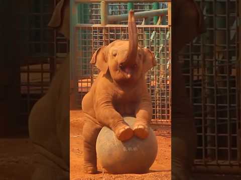 cutest baby elephant playing🐘🏀#shorts#babyelephant#viral#trending#animallover#funny
