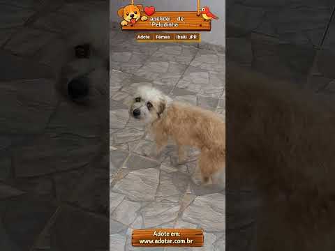 Vídeo de Peludinha