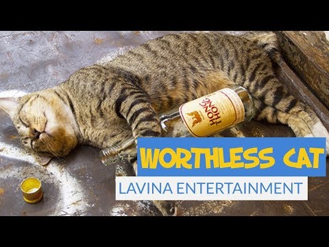 CATS that are always DRUNK with VODKA SHOTS will make you LAUGH | LAVINA ENTERTAINMENT