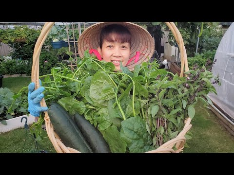 , title : 'Thu hoạch mồng tơi, dưa leo và quế xanh tươi tốt thấy mê, trồng cà chua tí hon 🇨🇦646》 Vườn Rau Việt'