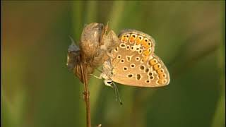 HÍREK A TERMÉSZETBŐL
