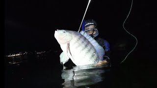 Download lagu Dapat IKAN NILA SUPER BABON saat Spearfishing malam mp3