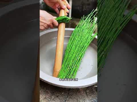 木贼，它的茎秆表面粗糙，类似于天然的&ldquo;砂纸&rdquo; #内容启发搜索#植物#知识分享#shorts