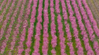 Download lagu 'Stunning and heavenly': Vast fields of pink peach blossom draw visitors to northern Greece mp3