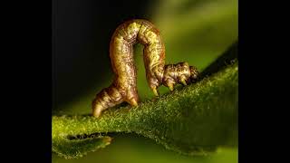 50 fascinating fast facts about inchworms