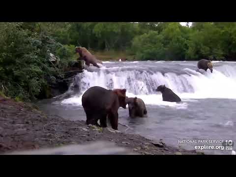 8/5/2022 BFL It's hard to fish when your a mom, 402 is 24 yrs old this year Explore.org