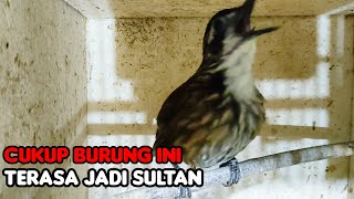 Download lagu TERASA BURUNG SULTAN.....ROWO ROWO BESAR GACOR FULL.. mp3 Download lagu TERASA BURUNG SULTAN.....ROWO ROWO BESAR GACOR FULL.. mp3