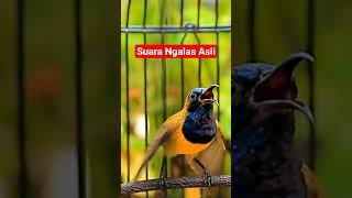 Download lagu Suara burung sogon gacor ngalas original #sogongacor #sogon #fyp #fypシ゚viral mp3