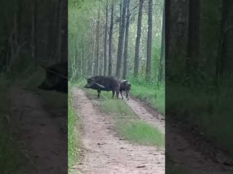 jabalí padrillo en villa Paranacito entre ríos