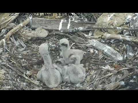 Port_Lincoln Osprey | sibling rivalry |  Three chicks fighting first time in net | 22.09.2021