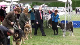 preview picture of video 'Trip, Oso, Kobo and Tubba - Mount Vernon Dog Show - 6/28/2014'