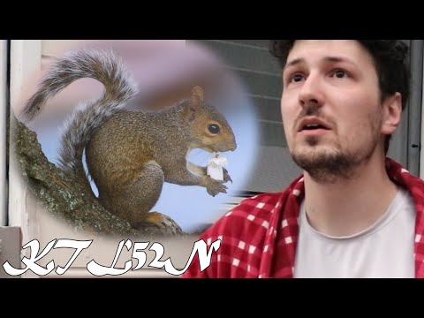The Boy and the Squirrel | KTL52N