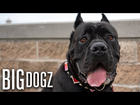 Cane Corsos - The $10,000 Dogs Of War | BIG DOGZ