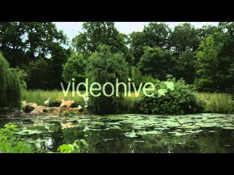 Group of Pelecanus Rufescens,Onocrotalus, Pink-