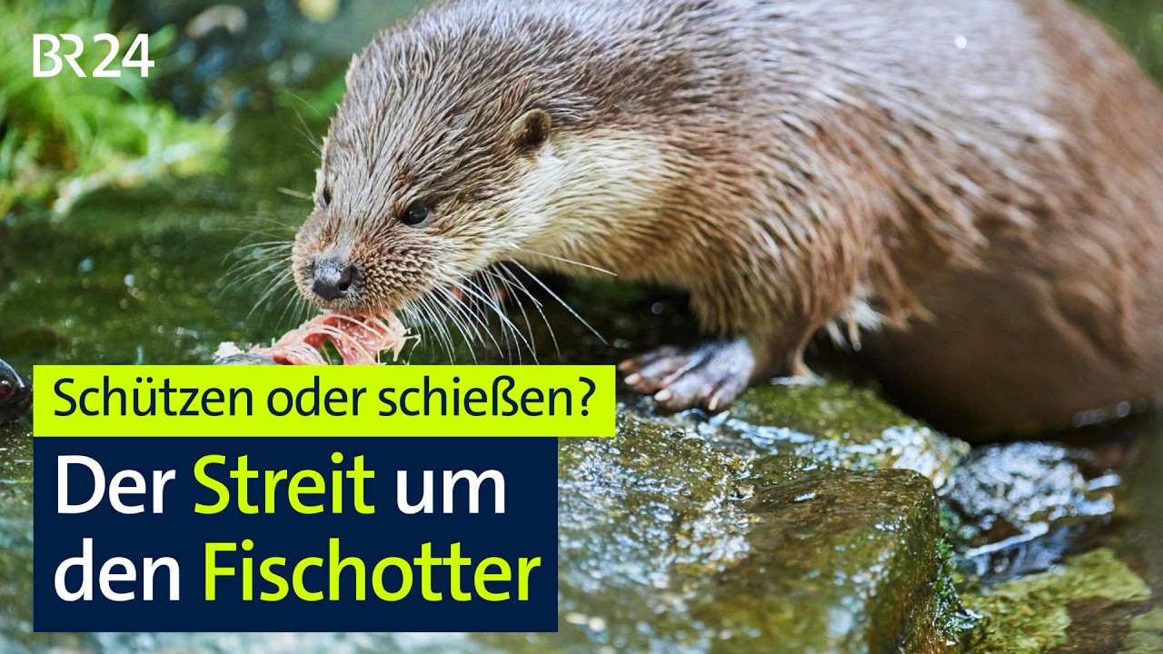 Schützen oder schießen? Der Streit um den Fischotter I Jetzt red i I BR24