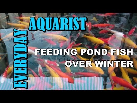 How to Feed Pond Goldfish & Koi in Autumn, Winter, Spring