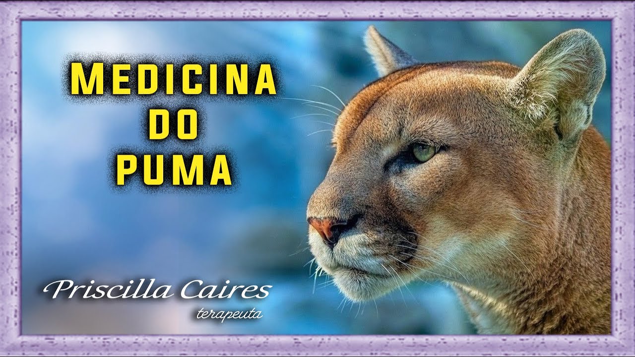 Medicina e meditação do arquétipo animal de poder puma