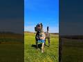 Top 5 Largest Dog Breeds In The World