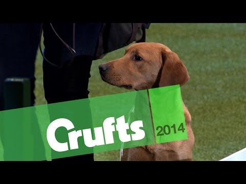 Gundog Display | Kipperidge Gundogs | Short Highlights | Crufts 2014