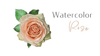 How to paint a white Rose with watercolours