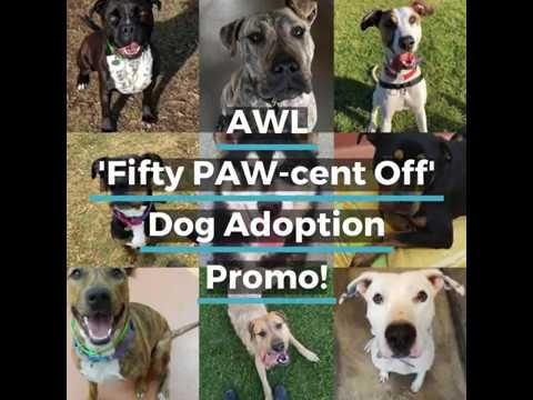 download lagu mp3 mp4 Awl Adopt, download lagu Awl Adopt gratis, unduh video klip Awl Adopt