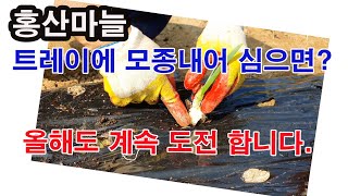 홍산마늘 트레이에 모종 내어 심으면? 올해도 계속 도전합니다.(마늘 재배, 씨마늘 심기에서 마늘 트레이에 모…