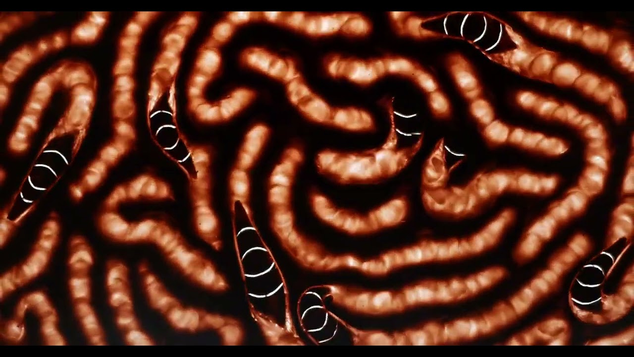 Dans mes rêves, je t'avale cru - Brèves D'Images 2025