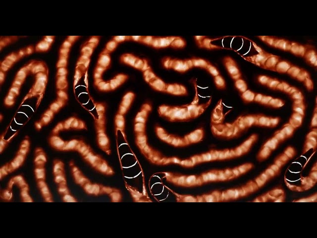 Dans mes rêves, je t'avale cru - Brèves D'Images 2025