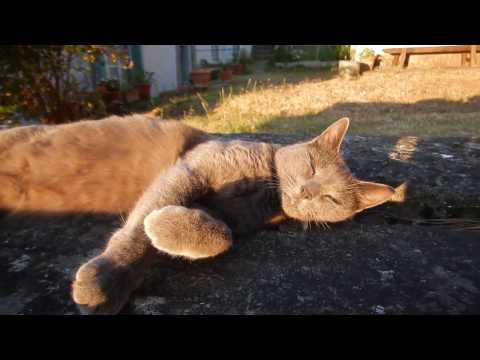 Cenere - Wonderful cat - Beautiful sunset - Relaxing Piano Music - Sweet Cuddles
