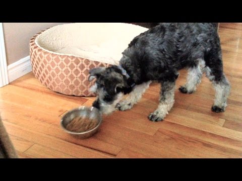 Do Other Dogs Do This With Their Food Bowls?