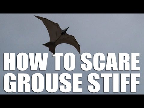 How to scare grouse stiff