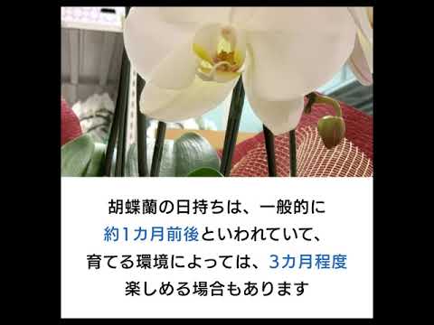 冬に蘭の世話をするにはどうすればよいですか？力強く成長するための5つの重要なステップ  庭園